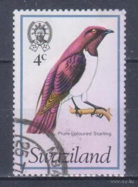 [161] Свазиленд 1976. Фауна.Птицы.Аметистовый скворец. Гашеная марка.