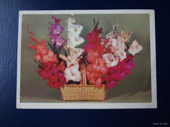 Гладиолусы в корзинке.  1984 г.