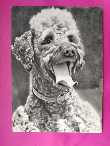 Пудель. Чистая. 1968 года. Фото Елисеева. 2228.
