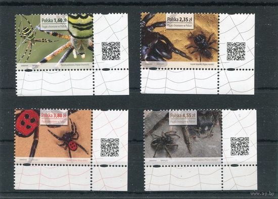 Польша. Фауна. Насекомые. Пауки