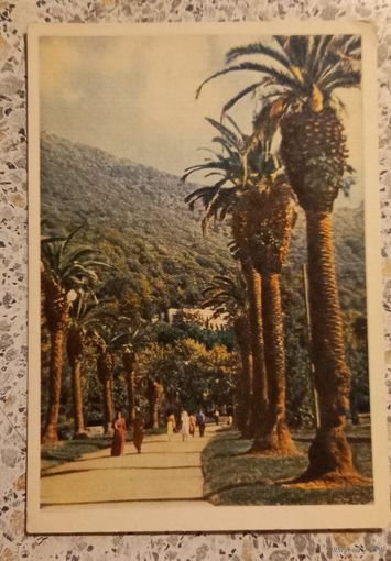 Почтовая карточка.1954г.Гагра.Парк.Раскин