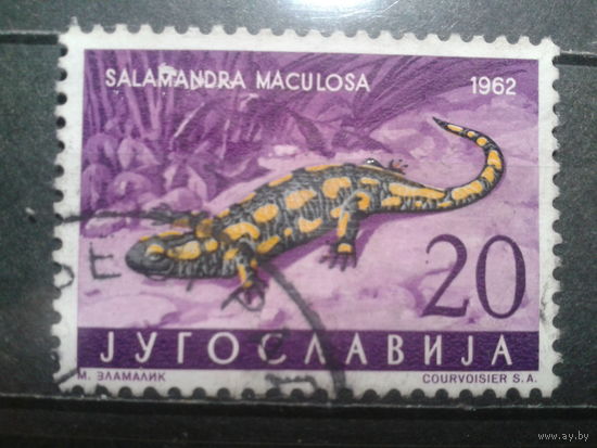 Югославия, 1962. Огненная саламандра