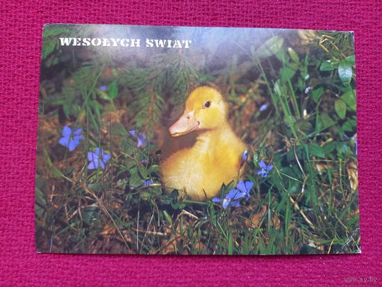 Счастливого Рождества! Польская открытка. Чистая.