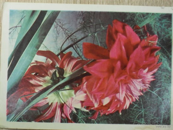 ПОДПИСАННАЯ ОТКРЫТКА СССР. "ГЕОРГИНЫ ДЕКОРАТИВНЫЕ" фото. М. и А. АНАНЬЕВЫХ 1969 год.