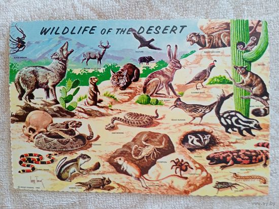 США. Дикая жизнь в Юго-Западной пустыне