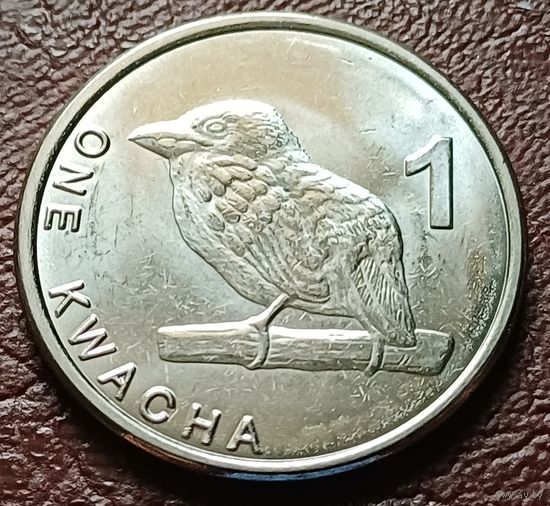 Замбия 1 квача, 2024    ( 2-9-7 )