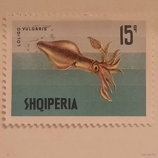 Албания. Кальмар. Loligo Vulgaris