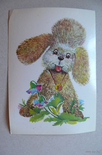 Манилова Л., Пудель, 1982, чистая.