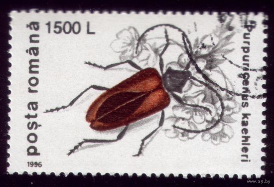 1 марка 1996 год Румыния Жук 5169