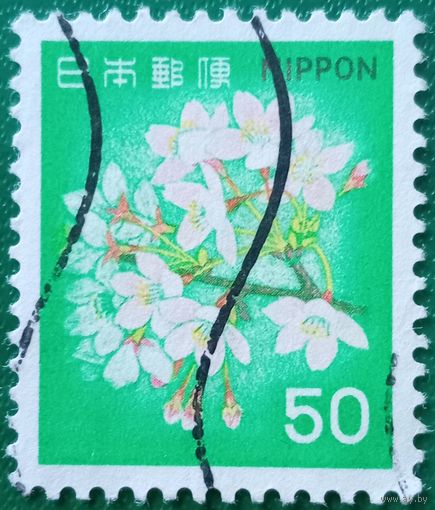 Япония 1980. Цветущая сакура сорта Сомэй-ёсино