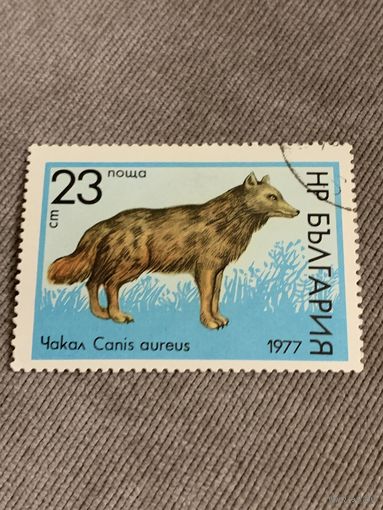 Болгария 1977. Фауна. Canis aureus. Марка из серии