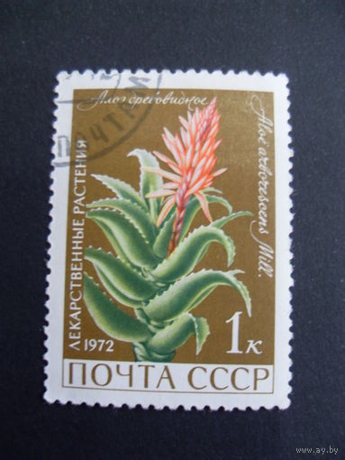 СССР. Алоэ древовидное 1972 лекарственные растения