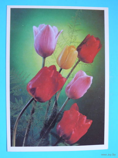 Костенко Г.(фото), С праздником! 1990, чистая.