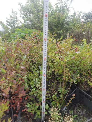 Саженцы голубика ПАТРИОТ