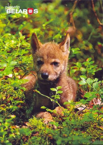 Планета Беларусь,  волчонок, Красный Бор, 2002, тираж 3000.