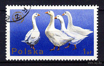 1975 Польша. Гуси