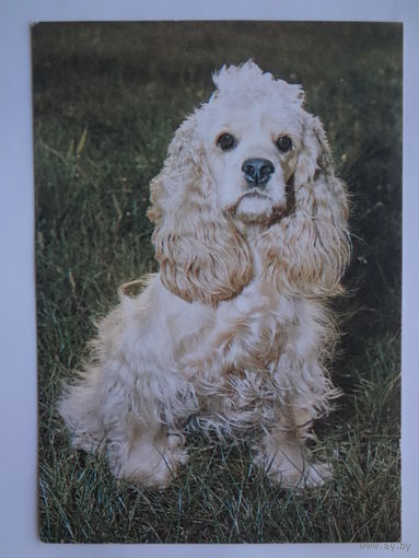 Календарик 1996 г. Белсоюзпечать.