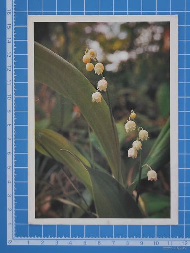 Открытка 1980 год. "Ландыши". Редактор Г. Иванова.