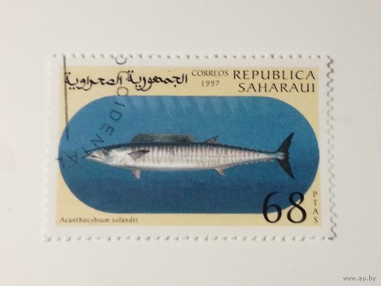 Сахара 1997. Рыбы