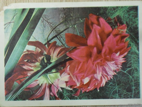 ПОДПИСАННАЯ ОТКРЫТКА СССР. "ГЕОРГИНЫ ДЕКОРАТИВНЫЕ" фото. М. и А. АНАНЬЕВЫХ 1969 год.
