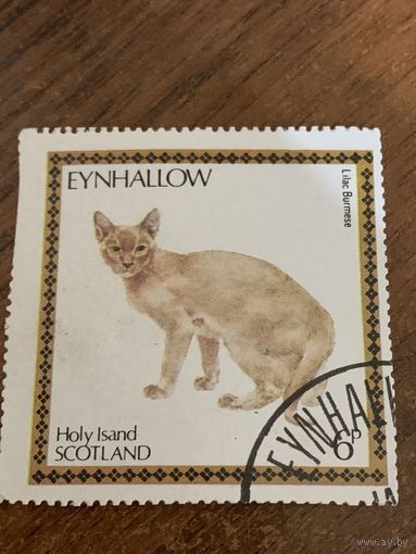 Великобритания. Ходи Айленд. Шотландия. Домашние кошки. Lilac Burmese. Марка из серии