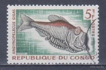 [1212] Конго 1961. Фауна.Рыбы. Гашеная марка.