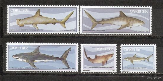 ФФ1 Сискей 1983 Акулы