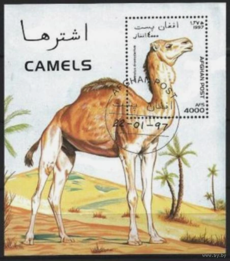 Афганистан 1997 фауна верблюды