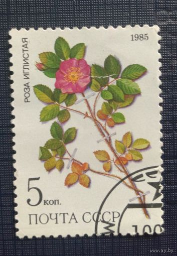 Марка СССР 1985 Роза