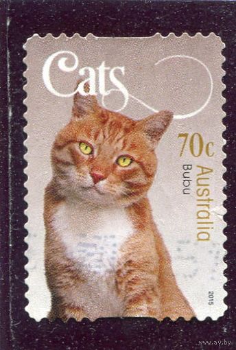 Австралия. Коты