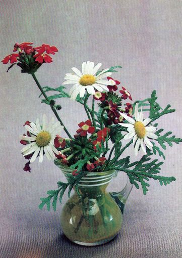 Открытка. Цветы. Ромашки. 1983.