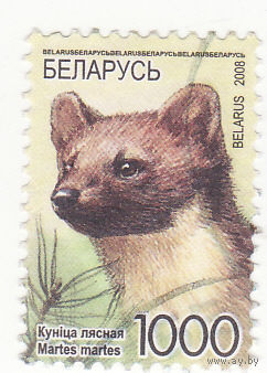 Европейская сосновая куница 2008 год