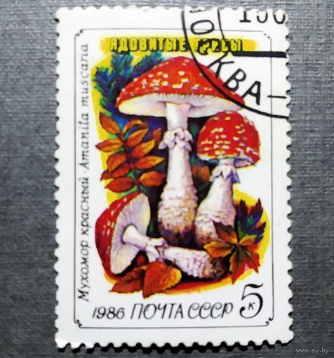 Марка СССР 1986 год Грибы