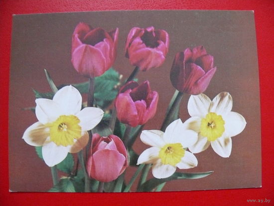 Круцко Б., Композиция из цветов, 1983, чистая.