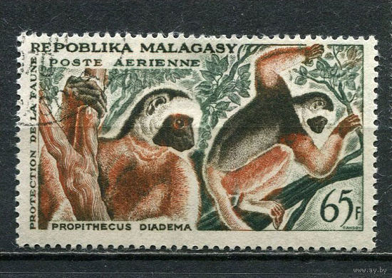 Малагасийская республика - 1961 - Лемуры 65Fr. Авиамарка - [Mi.470] - 1 марка. Гашеная.  (Лот 31Fy)-T25P31
