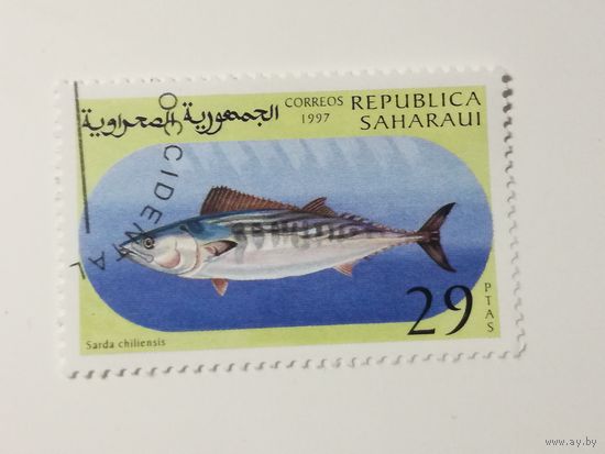 Сахара 1997. Рыбы