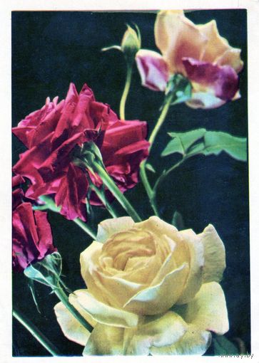 Открытка.Цветы.Розы.Минск .1969
