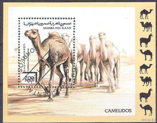 Фауна Верблюды Животные 1996 Сахара Фронт Полисарио