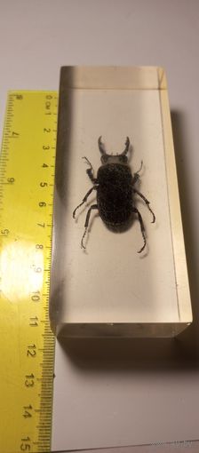 Жук Олень в эпоксидке