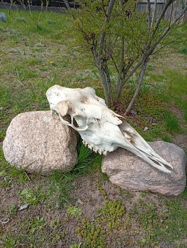 "Череп лося" без рогов, для антуража на стенку, найден в лесу!