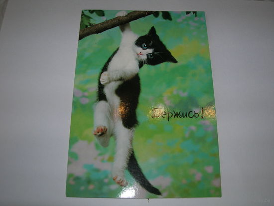 Держись Котенок Hallmark двойная подписана