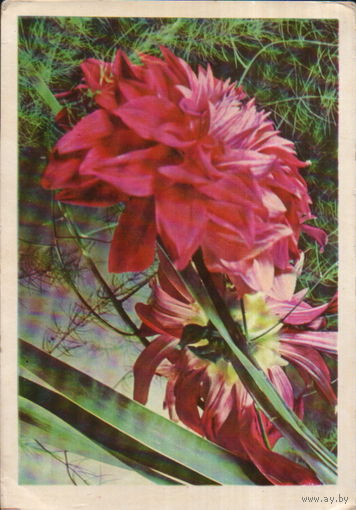 Подписанная открытка 1969г. БССР "Георгины декоративные" фото А. и М. Ананьиных