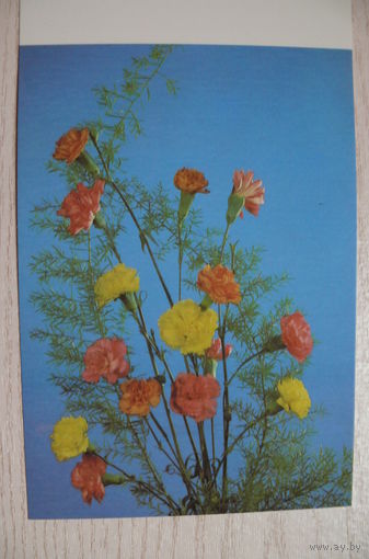 Шаров Ю., Композиция из гвоздик, 1987, двойная, чистая.