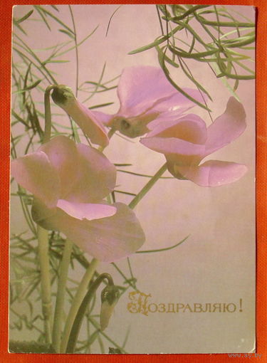Поздравляю! Подписанная. 1990 года. Фото Стейнерта. 1134.