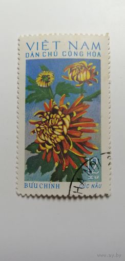 Вьетнам 1974. Хризантемы