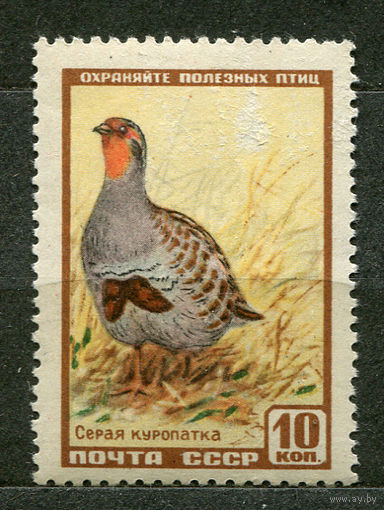 Фауна. Куропатка.1957. Чистая