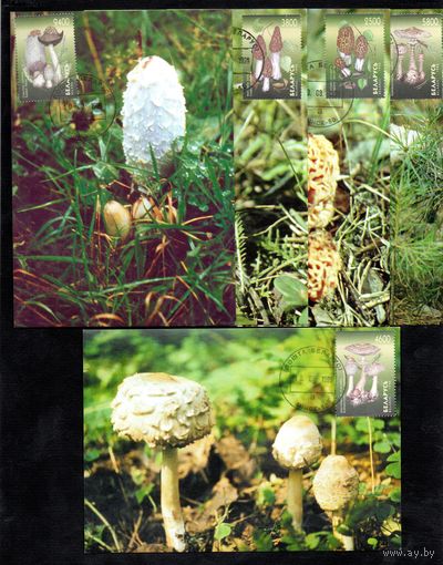 Грибы  1998 год Беларусь 5 картмаксимумов