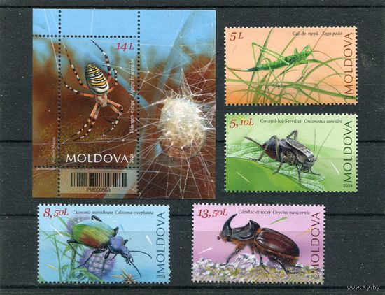 Молдавия 2024. Фауна. Насекомые