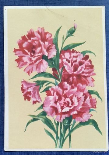 Зеленов В. Гвоздики.  Открытка БССР. 1950-е. Чистая