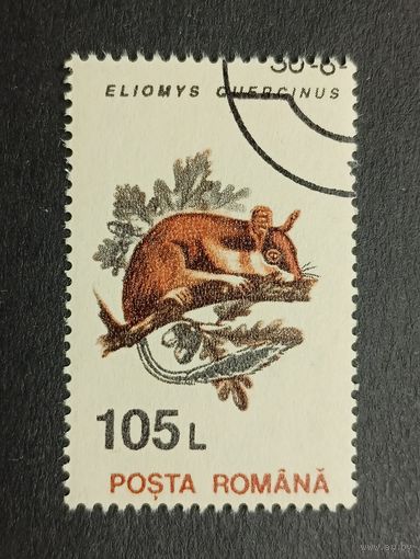 Румыния 1993. Животные. Садовая соня